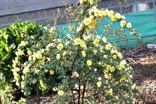 두메농원님의 장마 대비 어떻게 하셨나요? · 참여 작성글 사진