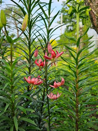 두메농원님의 장마 대비 어떻게 하셨나요? · 참여 작성글 사진