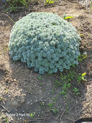 두메농원님의 장마 대비 어떻게 하셨나요? · 참여 작성글 사진