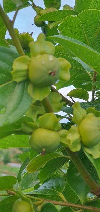 복숭아6416님의 감 · 자유게시판 작성글 사진