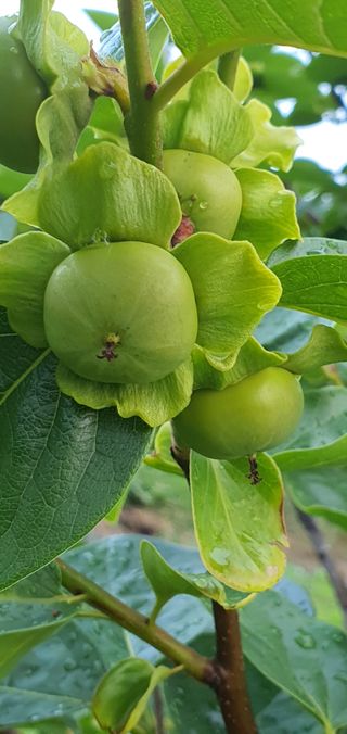 복숭아6416님의 감 · 자유게시판 작성글 사진