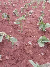 팜모닝 들깨·자유게시판 게시글 이미지