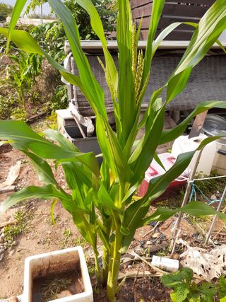 옥수수108701님의 옥수수 · 자유게시판 작성글 사진