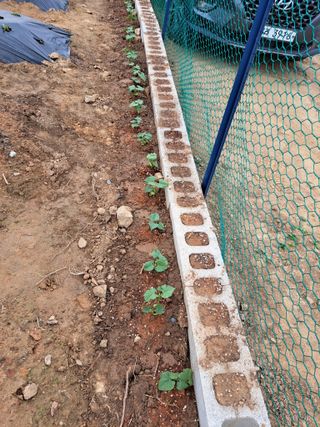 온시디움님의 장마 대비 어떻게 하셨나요? · 참여 작성글 사진