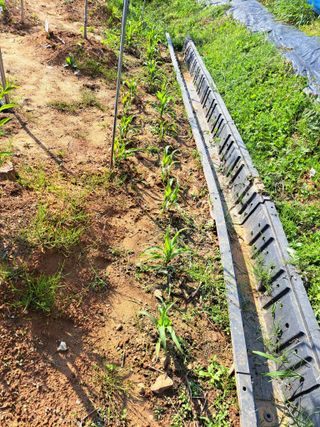 온시디움님의 장마 대비 어떻게 하셨나요? · 참여 작성글 사진