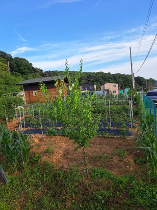 온시디움님의 장마 대비 어떻게 하셨나요? · 참여 작성글 사진