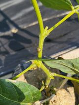 팜모닝 기타작물·병해충상담 게시글 이미지