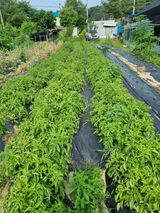 팜모닝 장마 대비 어떻게 하셨나요?·참여 게시글 이미지