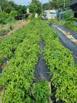 정민지호맘님의 장마 대비 어떻게 하셨나요? · 참여 작성글 사진