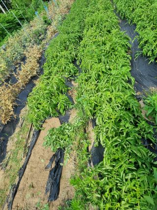 정민지호맘님의 장마 대비 어떻게 하셨나요? · 참여 작성글 사진