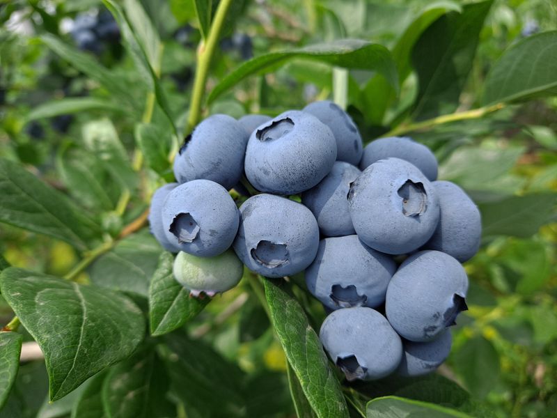 장터 상품 [블루베리 1kg] 썸네일