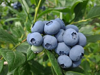 무지개블루베리농장 님의 작성글 사진