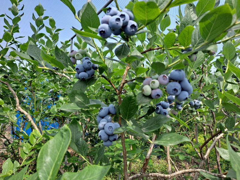 무지개블루베리농장 님의 장터 판매 상품 [블루베리 1kg] 첨부 사진
