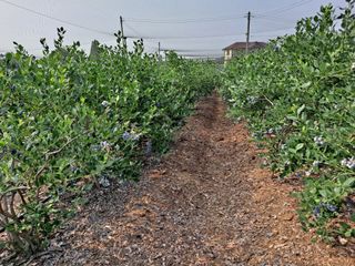 무지개블루베리농장 님의 작성글 사진