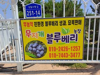 무지개블루베리농장 님의 작성글 사진