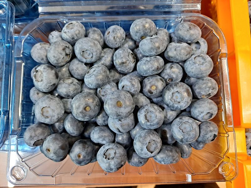 무지개블루베리농장 님의 장터 판매 상품 [블루베리 1kg] 첨부 사진