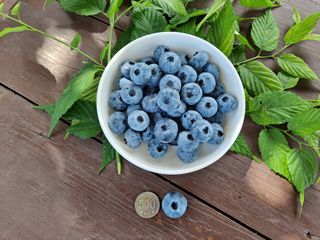 무지개블루베리농장 님의 작성글 사진