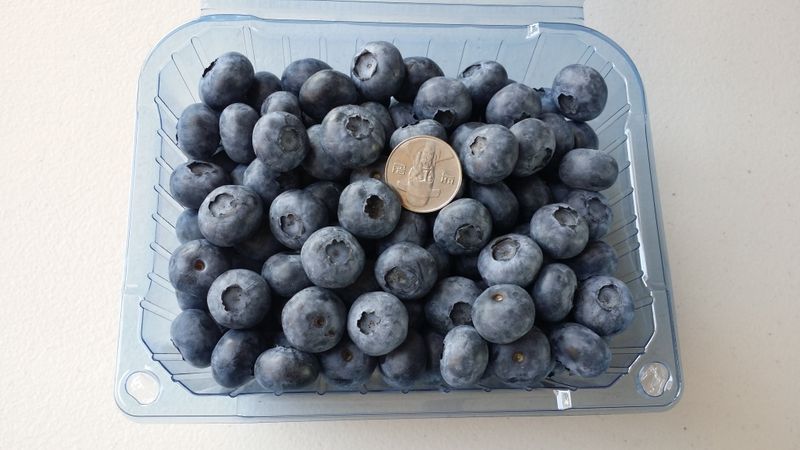 무지개블루베리농장 님의 장터 판매 상품 [블루베리 1kg] 첨부 사진