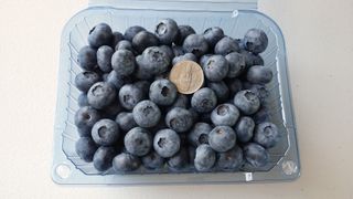 무지개블루베리농장 님의 작성글 사진