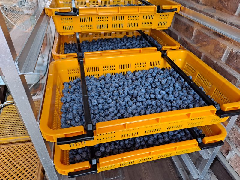 무지개블루베리농장 님의 장터 판매 상품 [블루베리 1kg] 첨부 사진