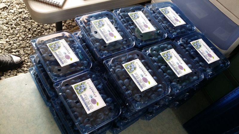 무지개블루베리농장 님의 장터 판매 상품 [블루베리 1kg] 첨부 사진