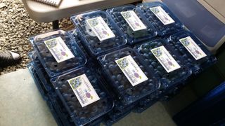 무지개블루베리농장 님의 작성글 사진