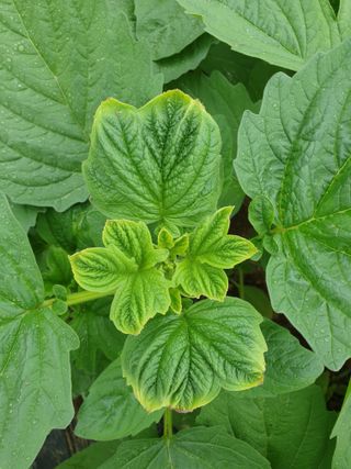 김양곤님의 참깨 · 병해충상담 작성글 사진