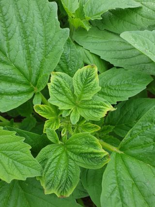 김양곤님의 참깨 · 병해충상담 작성글 사진