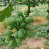 팜모닝 포도·자유게시판 게시글 이미지