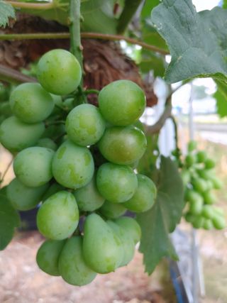 민철기님의 포도 · 자유게시판 작성글 사진