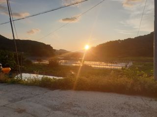 허굴산농장님의 기타작물 · 자유게시판 작성글 사진