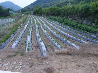 허굴산농장님의 기타작물 · 자유게시판 작성글 사진