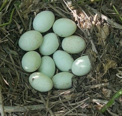 장터 상품 [청둥오리알(청란,흰알)] 썸네일