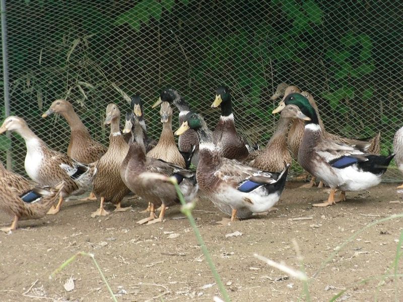 계초님의 장터 판매 상품 [청둥오리알(청란,흰알)] 첨부 사진