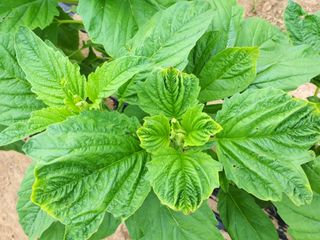 초보굴백이님의 참깨 · 병해충상담 작성글 사진