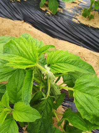 초보굴백이님의 참깨 · 병해충상담 작성글 사진