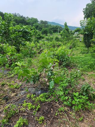 최군환님의 기타작물 · 자유게시판 작성글 사진