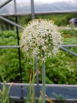 팜모닝 마늘·마늘 쪽 비대기 게시글 이미지