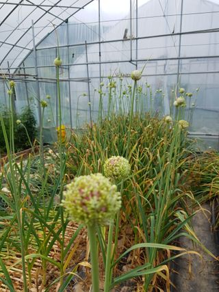 호박19950님의 마늘 · 마늘 쪽 비대기 작성글 사진