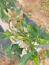 팜모닝 고추·병해충상담 게시글 이미지