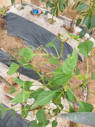 김양곤님의 고추 · 병해충상담 작성글 사진