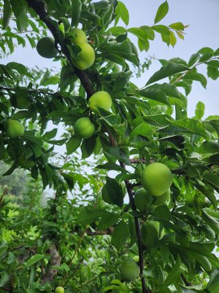 상훈사과자두벼님의 자두 · 자유게시판 작성글 사진