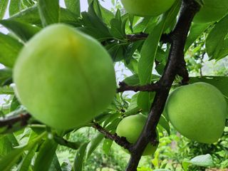 상훈사과자두벼님의 자두 · 자유게시판 작성글 사진