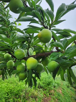 상훈사과자두벼님의 자두 · 자유게시판 작성글 사진