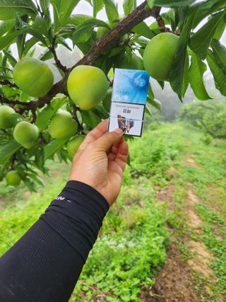 상훈사과자두벼님의 자두 · 자유게시판 작성글 사진