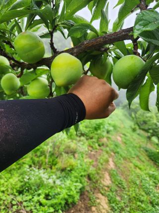 상훈사과자두벼님의 자두 · 자유게시판 작성글 사진