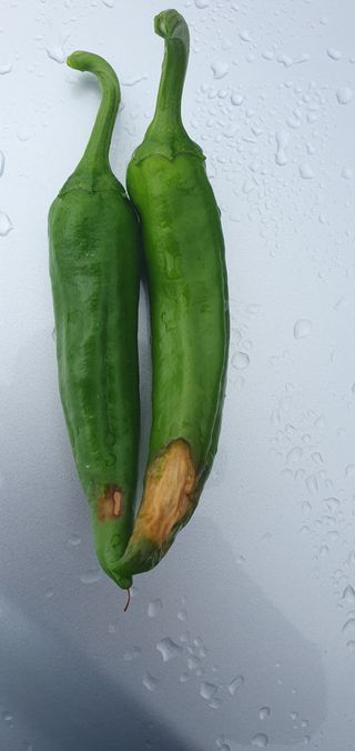 팜모닝회원 성주 님의 고추 · 병해충상담 작성글 사진