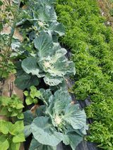 팜모닝 양배추·영농일지 게시글 이미지