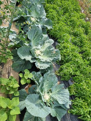 정민지호맘님의 양배추 · 영농일지 작성글 사진