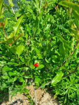 팜모닝 기타작물·영농일지 게시글 이미지